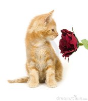Kitten smelling a rose